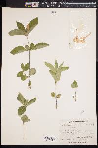 Ruellia caroliniensis image