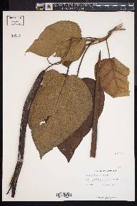 Catalpa bignonioides image