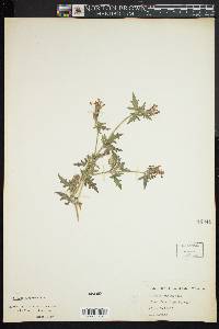 Verbena canadensis image