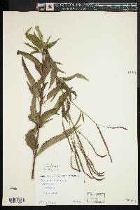 Verbena hastata image