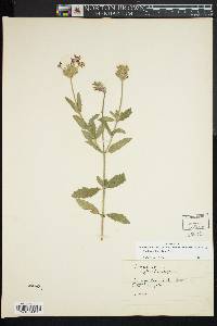 Verbena hastata image