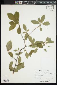 Ilex laevigata image