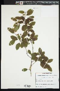 Ilex mucronata image