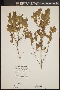 Gaylussacia frondosa image