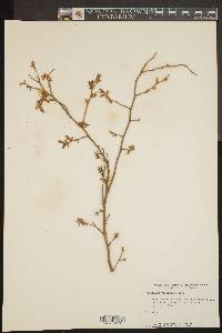 Vaccinium vacillans image