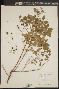 Vaccinium vacillans image