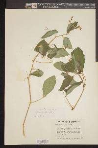 Impatiens biflora image