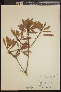 Myrica cerifera image