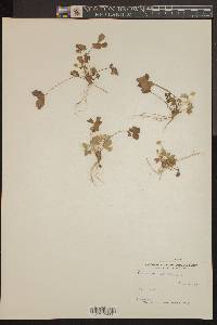 Potentilla canadensis image