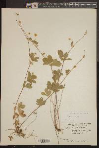 Potentilla canadensis image