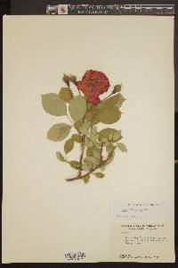 Rosa chinensis image