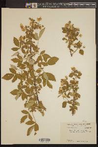 Rubus argutus image