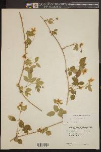 Rubus flagellaris image