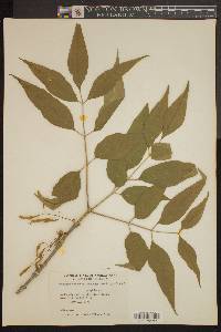 Fraxinus tomentosa image