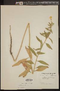 Oenothera parviflora image