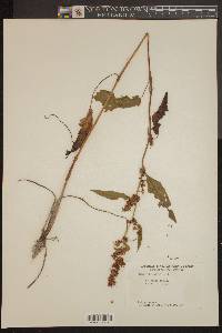 Rumex obtusifolius image