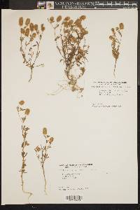 Trifolium arvense image