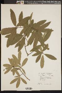 Quercus phellos image