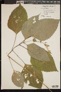 Collinsonia canadensis image