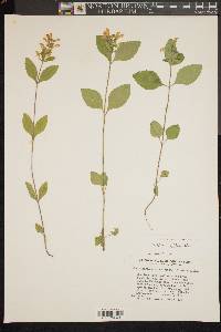 Scutellaria elliptica image