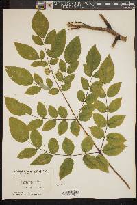 Aralia spinosa image