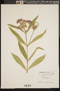 Asclepias incarnata var. pulchra image