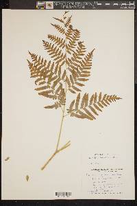 Pteridium aquilinum var. latiusculum image