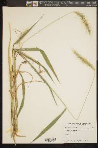 Elymus riparius image