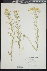 Aster solidagineus image