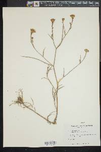 Symphyotrichum tenuifolium image