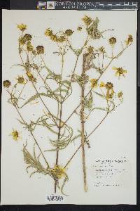 Bidens polylepis image