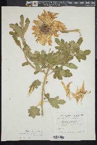 Image of Chrysanthemum maximum