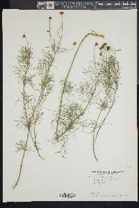 Coreopsis verticillata image