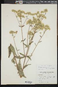 Eupatorium rotundifolium var. saundersii image