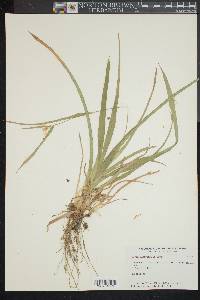 Carex platyphylla image