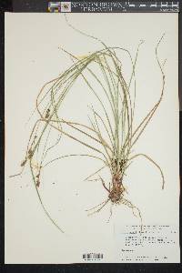 Carex swanii image