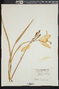 Image of Hemerocallis flava