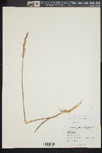 Spiranthes vernalis image