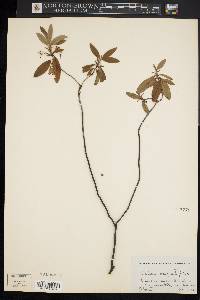 Kalmia angustifolia image