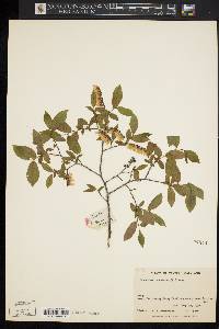 Leucothoe racemosa image