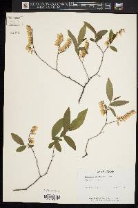 Leucothoe racemosa image