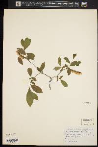 Leucothoe racemosa image