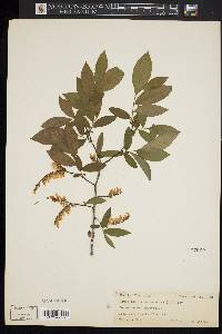 Leucothoe racemosa image