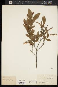 Leucothoe racemosa image