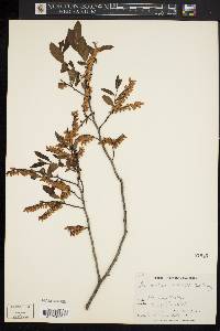 Leucothoe racemosa image