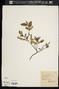 Leucothoe racemosa image