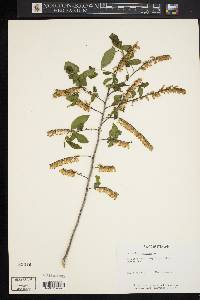 Leucothoe racemosa image