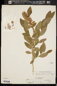 Lyonia mariana image