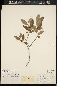 Lyonia mariana image