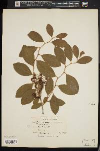 Lyonia mariana image